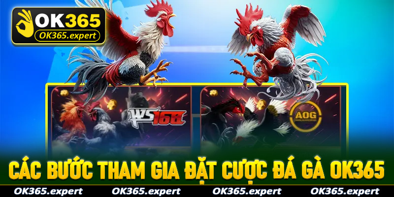 Hướng dẫn chi tiết các bước tham gia đặt cược đá gà OK365 vô cùng đơn giản 